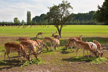 Fallow deer herd grazing