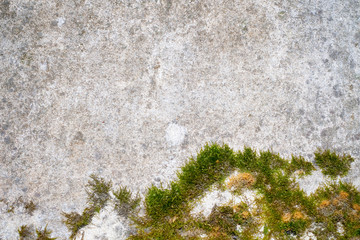 Green moss on a stone wall background