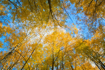 Yellow trees under blue autumnal sky