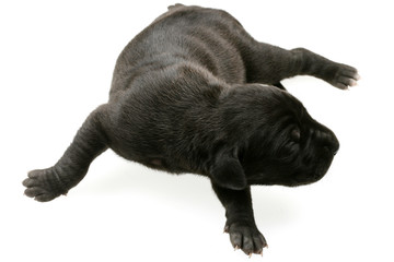 Five Day Old Great Dane Puppy