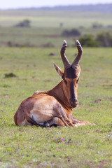 Red Hartebeest