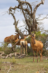 Fototapeta premium Red Hartebeest