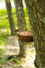 Para rubber tree garden.