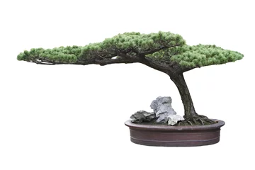 Rolgordijnen Bonsai bonsai boom pijnboom