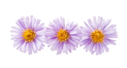 Door stickers Lilac Chrysanthemum lilac