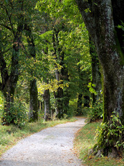 Der Weg im Wald 4