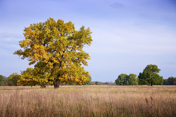 Autumn landscape with big oak