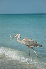 Great Blue Heron With Fish on a Gulf Coast Beach