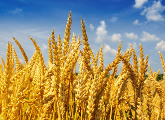 Fototapeta premium Grain field