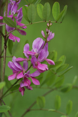 Indigofera himalayensis 'Silk Road'