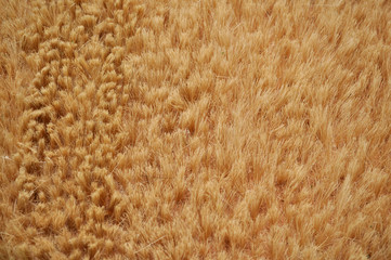 Carpet