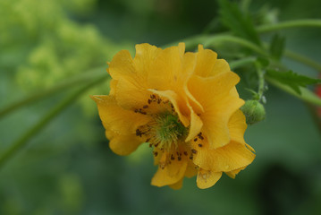 Geum chiloense / Benoîte 'Lady Stratheden'