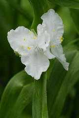 Tradescantia virginiana / Ephémère de Virginie