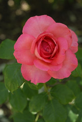 Fototapeta premium Rosa x / Rose 'Arthur Rimbaud'