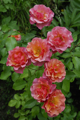Rosa x / Rose 'Jean Cocteau'
