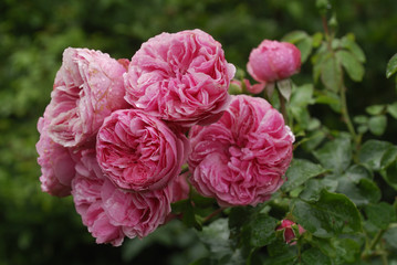 Rosa x / Rose 'Léonard de Vinci'