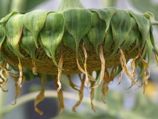 枯れたヒマワリの花