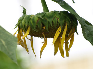 枯れたヒマワリの花