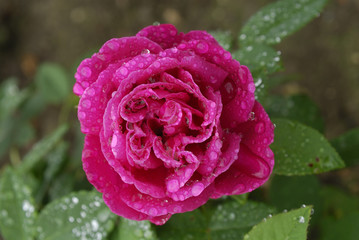 Rosa x / Rose 'Tom Wood'