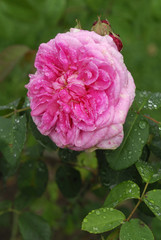Rosa x / Rose 'Gertrude Geryll'