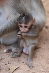Baby monkey