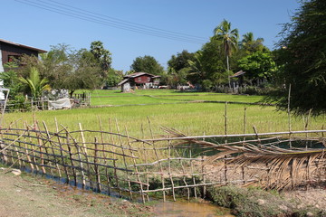 Rice field in laos