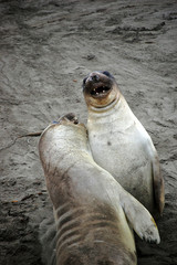 Two sea lions playing on sand along the Californian coastline.