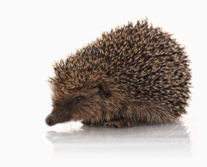 closeup of hedgehog