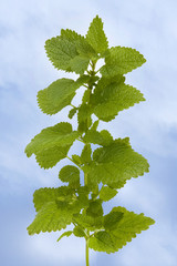 Melisse (Melissa officinalis)