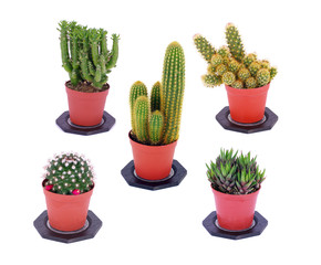 piante grasse cactus