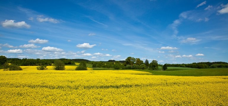 Canola Field