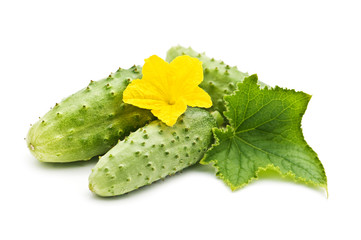 cucumber