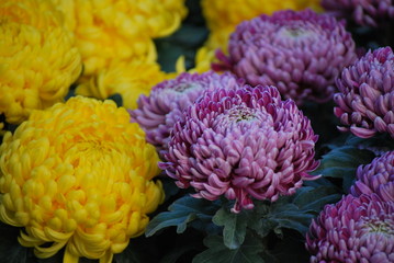 Chrysanthemen