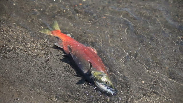 Salmon, spawning