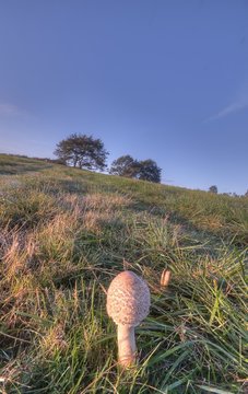 Lepiota cerrada en el campo