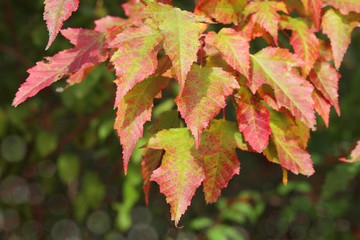 Autumnal colored leaves