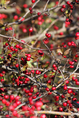 Hawthorn