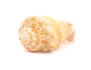conch isolated