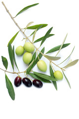 olive branch -ramo olive