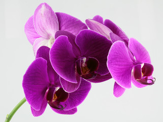 Fototapeta na wymiar tige orchidée