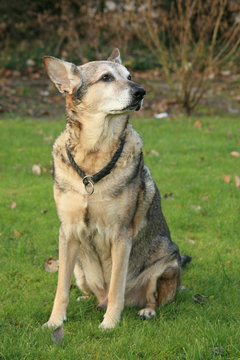 Schäferhund-Husky-Mix Bilder – Durchsuchen 3 Archivfotos, Vektorgrafiken  und Videos | Adobe Stock