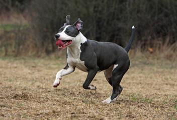 allure gaie de l'amstaff en course