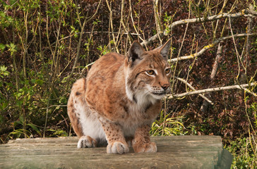 Lynx, wild cat, watching