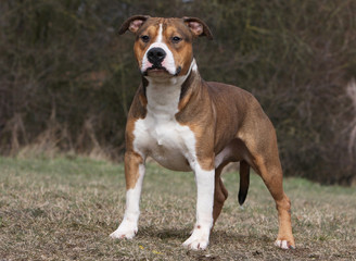 silhouette majestueuse de l'amstaff