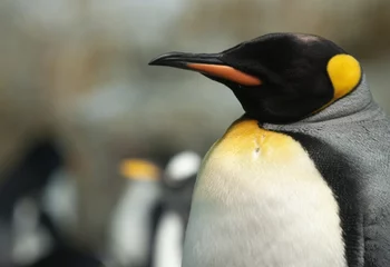 Foto op Plexiglas King Penguin. © Kingsman