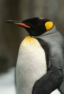 King Penguin.