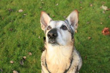 Fototapeta premium Aufmerksam