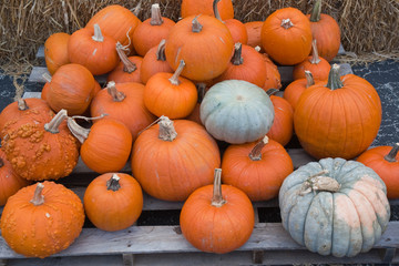 Different types of pumpkins for sale at a market