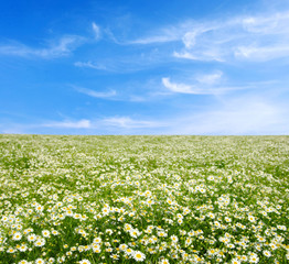 field of camomiles