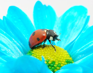 ladybug